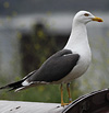 juvenile LBBG in October, ringed in Norway. (131273 bytes)